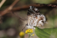 *(17800) Le Brun des plargoniums (Lpidoptre - Lycaenidae - Cacyreus marshalli) 